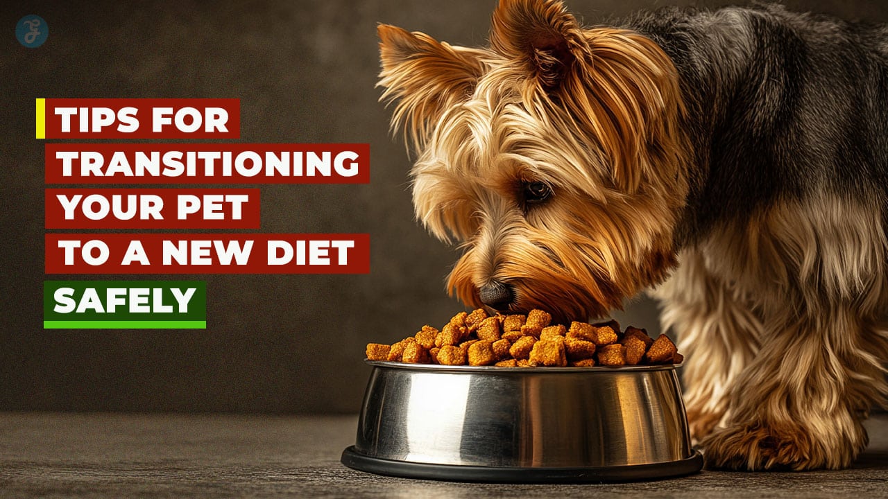 transitioning your pet to a new diet safely