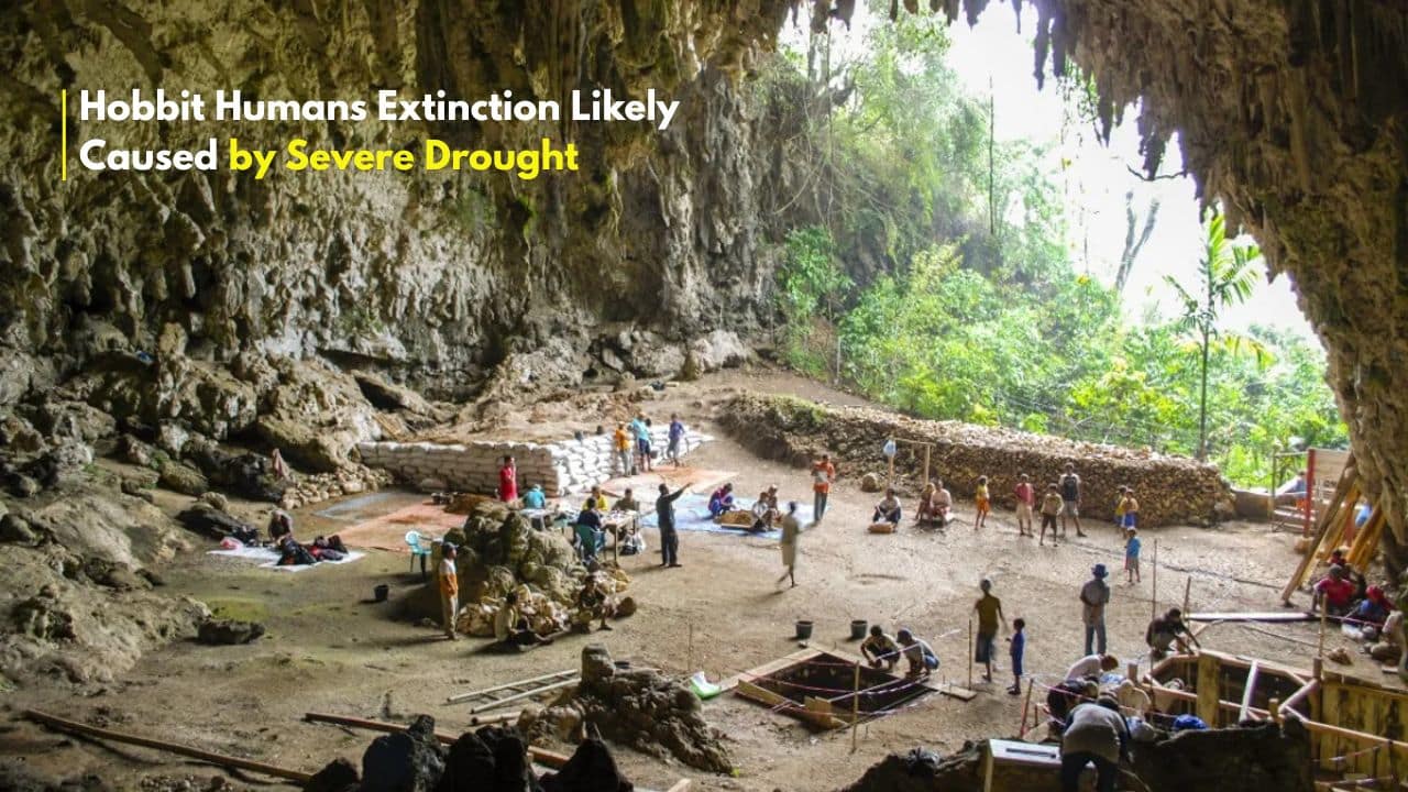 Hobbit Humans Extinction