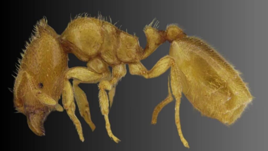 New Sharjah Ant Discovery Rare Carebara Sharjahensis Found in UAE