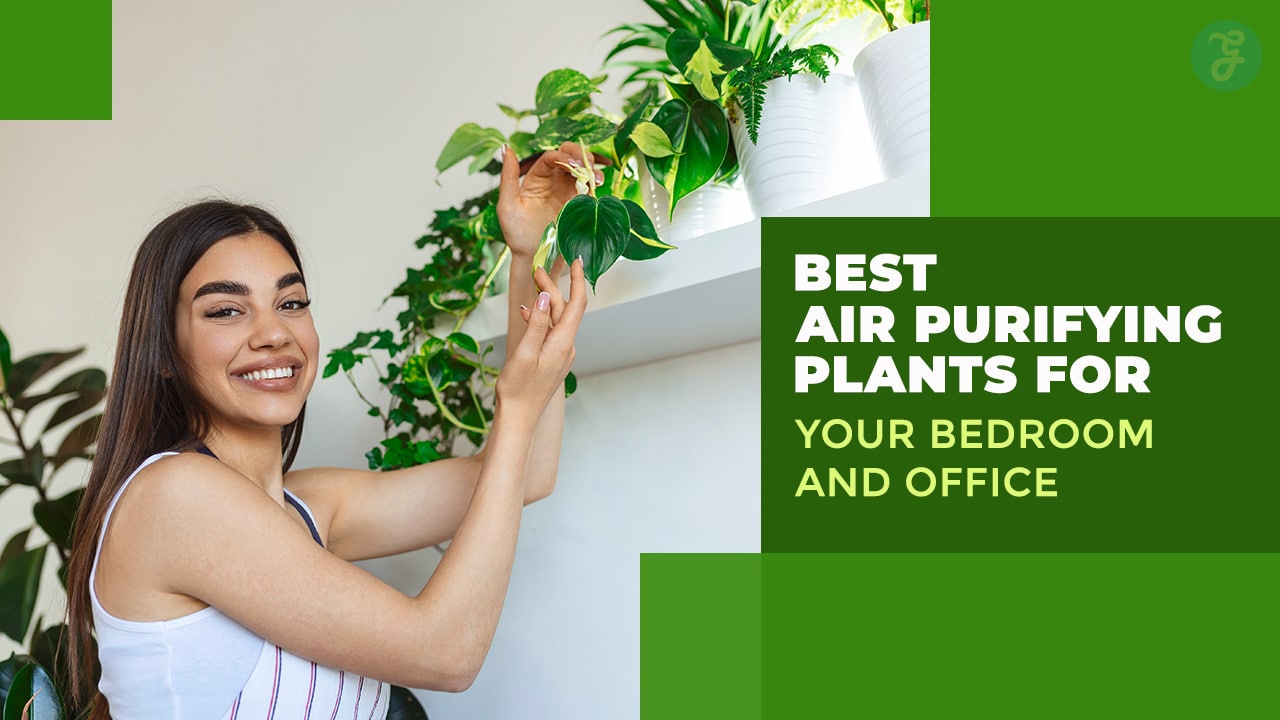 15 Best Air Purifying Plants for Your Bedroom and Office