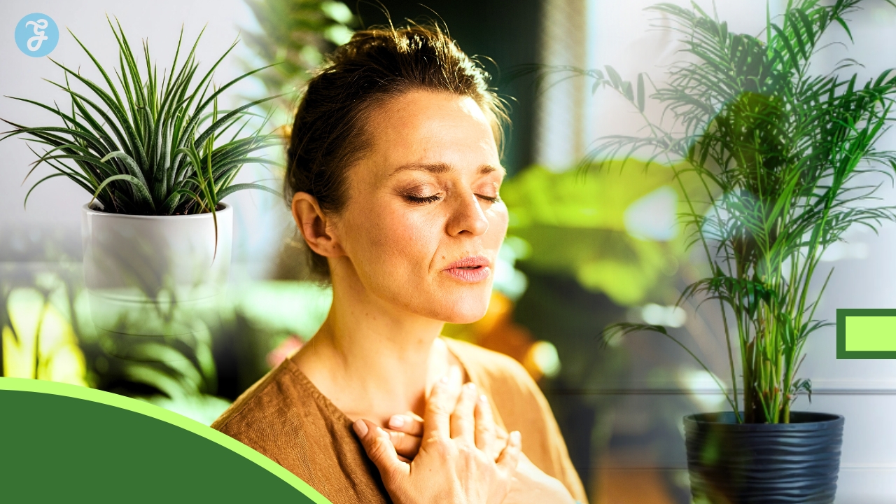 Top Indoor Plants That Purify Air and Reduce Stress